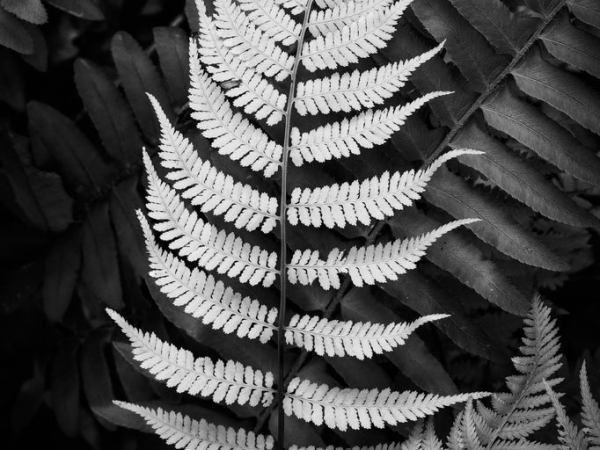 Survival strategies. Reflections on this&nbsp;millennium