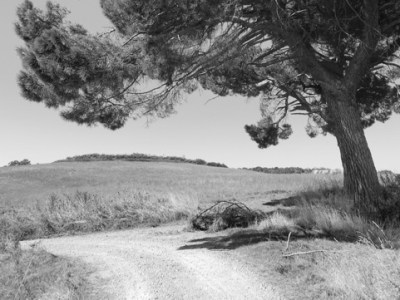 Introduction to “Feminism and&nbsp;Ecology”